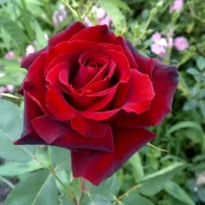 Роза ТАБУ чайно-гибридная в Жодино