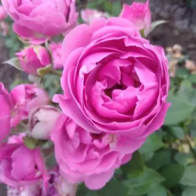 Роза МИСТИ БАБЛС спрей в Жодино