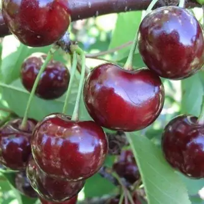 Вишня ЖАДАНА в Жодино