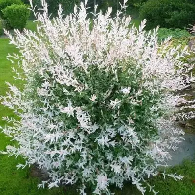 Ива ХАКУРО НИШИКИ в Жодино