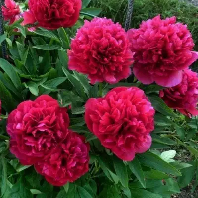 Пион БЕЛГРАВИЯ травянистый в Жодино