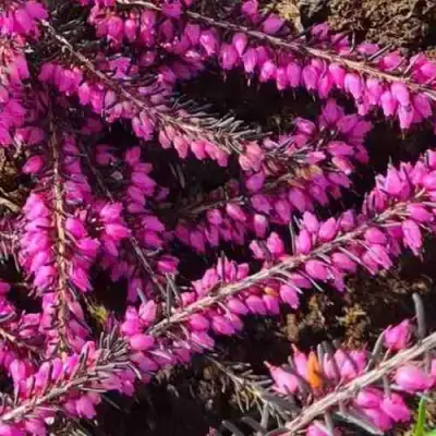 ЭРИКА "АЛЬПИЙСКИЙ ВЕРЕСК" (зимующая) сорт АТРОРУБРА в Жодино