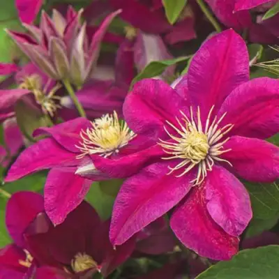 Клематис ЭРНЕСТ МАРКХАМ в Жодино