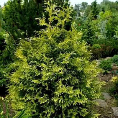 Туя ЗЕБРИНА ЭКСТРА ГОЛД складчатая в Жодино