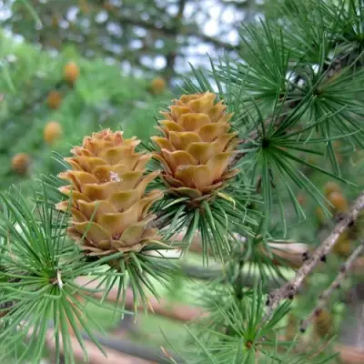Лиственница КЕМПФЕРА в Жодино