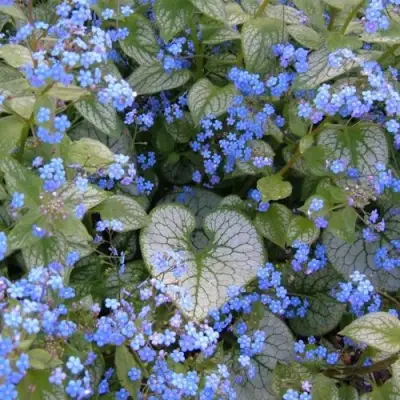 Бруннера ДЖЭК ФРОСТ в Жодино