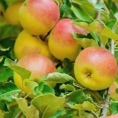 Яблоня ПАМЯТЬ БЛЫНСКОГО колонновидная в Жодино