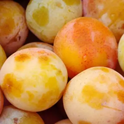 Слива ЯХОНТОВАЯ в Жодино