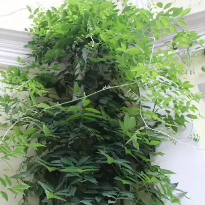 Глициния макростахия БЛЮ МУН в Жодино