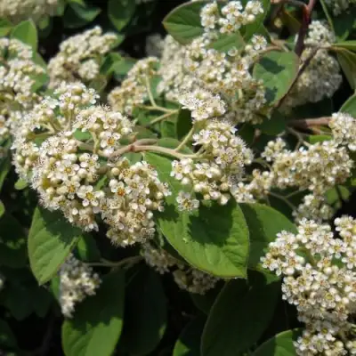 Кизильник пузырчатый в Жодино