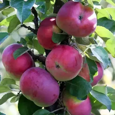 Яблоня ЕСЕНИЯ колонновидная в Жодино