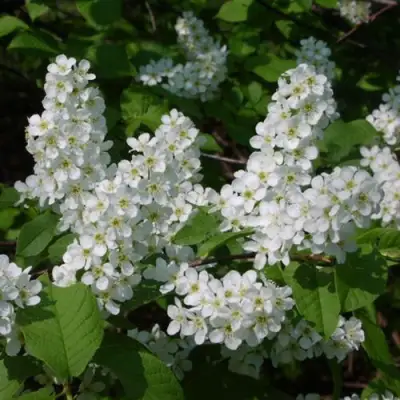 Черемуха ПАМЯТИ САЛАМАТОВА в Жодино