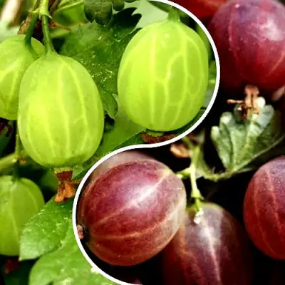 Комплект СКАЗКА в Жодино