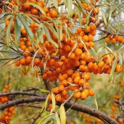 Облепиха ПЕРЧИК в Жодино