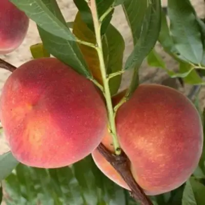 Персик ЮБИЛЕЙ СТОЛИЦЫ колонновидный в Жодино