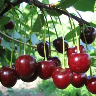 Вишня БЫСТРИНКА в Жодино