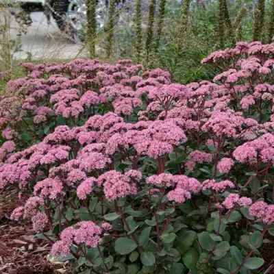 Очиток (седум) МАТРОНА в Жодино