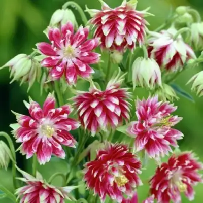 Аквилегия БАРЛОУ НОРА гибрид МакКаны в Жодино