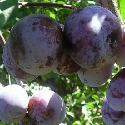 Слива РЕНКЛОД ХАРИТОНОВОЙ в Жодино