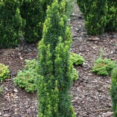 Тис ВОЙТЕК средний  в Жодино