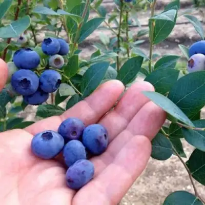 Голубика НОРТ КАНТРИ в Жодино