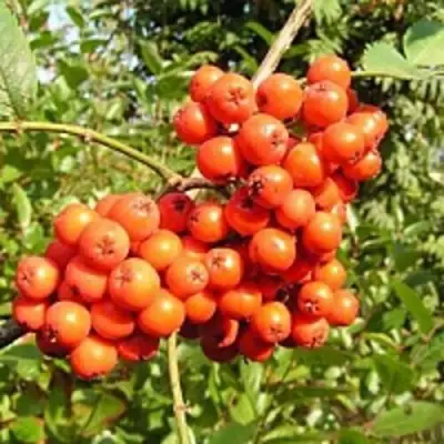 Рябина КОНЦЕНТРА сладкоплодная в Жодино