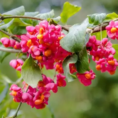 Бересклет ЕВРОПЕЙСКИЙ в Жодино