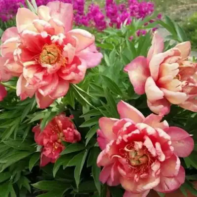 Пион ДЖУЛИЯ РОУЗ ито-гибрид в Жодино