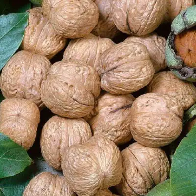 Грецкий орех ПРЕЗИДЕНТ в Жодино