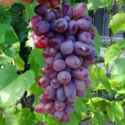 виноград Байконур