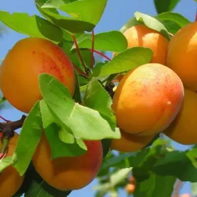 Абрикос КИЕВСКИЙ РАННИЙ в Жодино