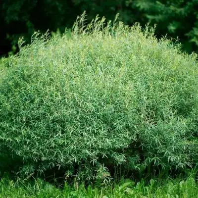 Ива НАНА пурпурная в Жодино