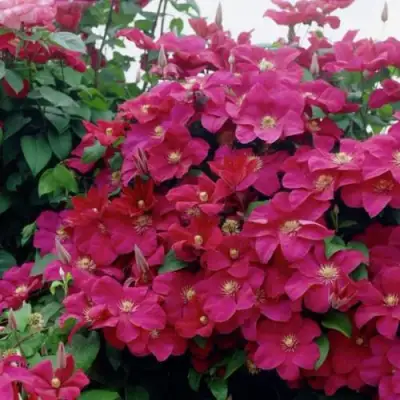 Клематис РУЖ КАРДИНАЛ в Жодино