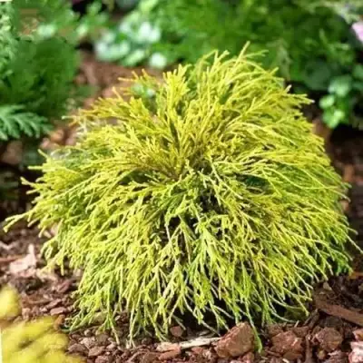 Кипарисовик ВАВЕЛ горохоплодный в Жодино