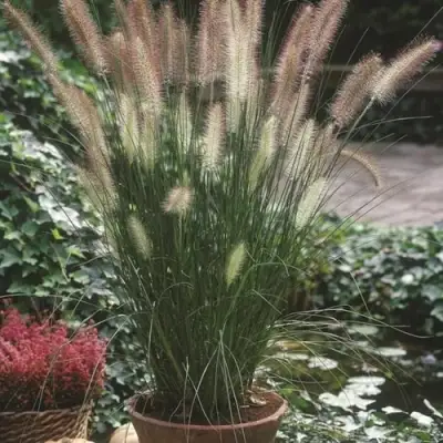 Пеннисетум ХАМЕЛН в Жодино