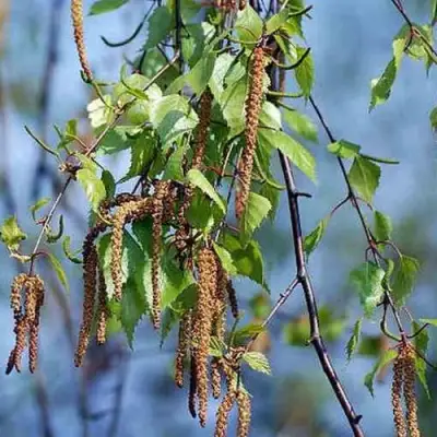 Береза ПОВИСЛАЯ в Жодино