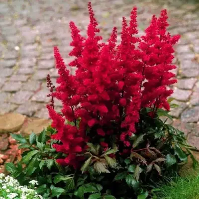 Астильба ГЛАТ Арендса в Жодино