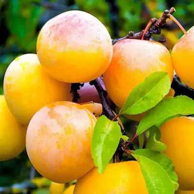 Слива МИНСКАЯ в Жодино