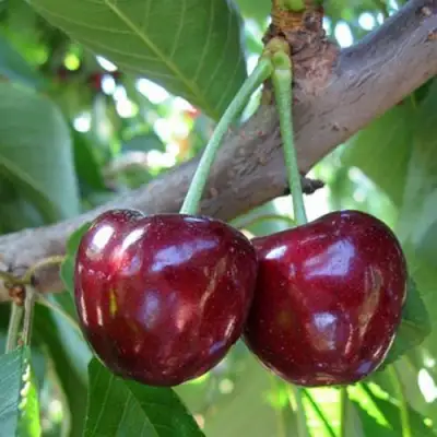 саженцы черешни Сюбаровская