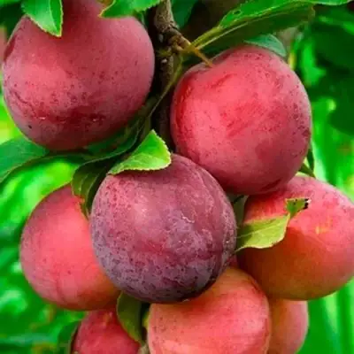 Слива КЛЕОПАТРА в Жодино