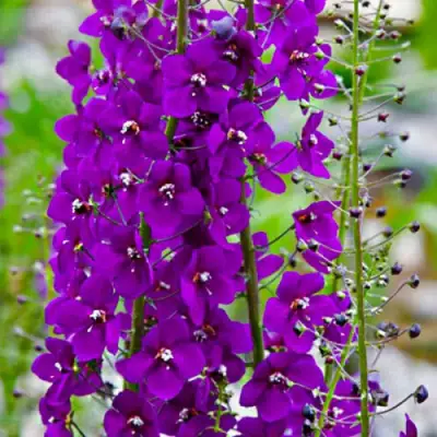 Коровяк ВИОЛЕТТА (вербаскум) в Жодино