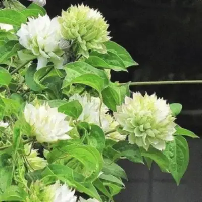 Клематис КОХАНА в Жодино