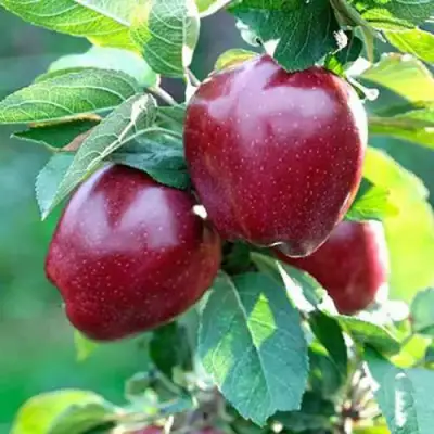 Яблоня РЕД ДЕЛИШЕС в Жодино