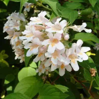 Кольквиция прелестная в Жодино