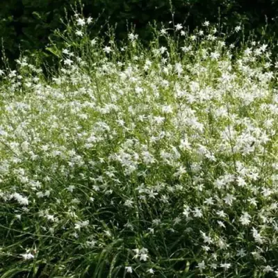 Венечник ветвистый в Жодино