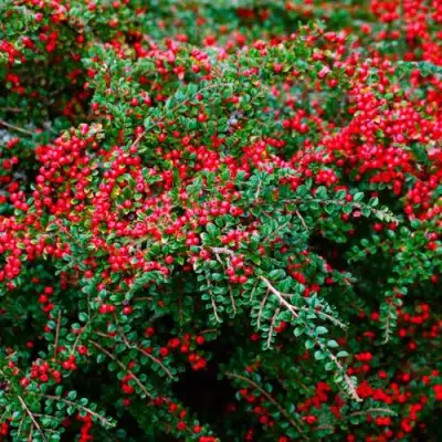 Кизильник горизонтальный в Жодино