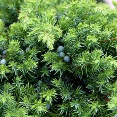 Можжевельник ШЛЯГЕР прибрежный в Жодино