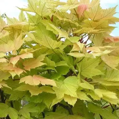 Клен ложноплатановый в Жодино