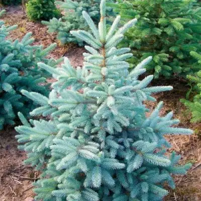 Ель КЕЙБАБ колючая в Жодино