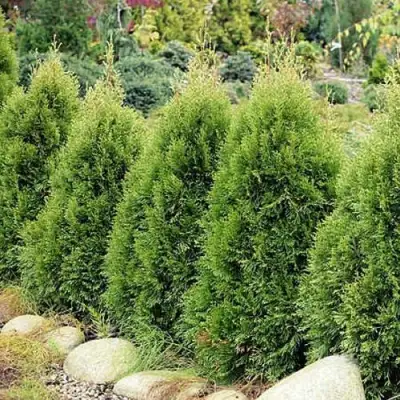 Туя СМАРАГД ВИТБОНТ западная в Жодино